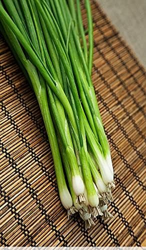 CEMEHA SEEDS - Seeds Green Welsh Onion Bunching Non GMO Vegetable for Planting
