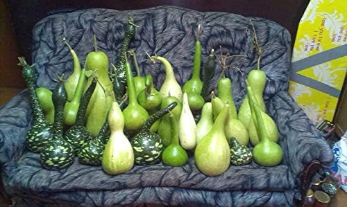 Seeds Calabash Bottle Gourd Mix Lagenaria Heirloom Vegetable for Planting Non GMO