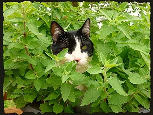 KIRA SEEDS - Seeds Catmint for Cats - Catnip - Heirloom Herb - GMO Free