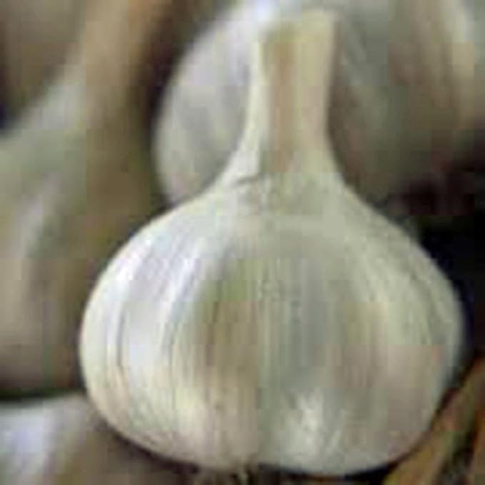GARLIC BULB (1/2 Pound), FRESH CALIFORNIA SOFTNECK GARLIC BULB FOR PLANTING, EATING AND GROWING YOUR OWN GARLIC, COUNTRY CREEK BRAND