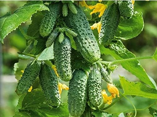 Seeds Cucumber Envy of The Neighbors F1 Open-Pollinated / 50 Days/Non GMO/Heirloom