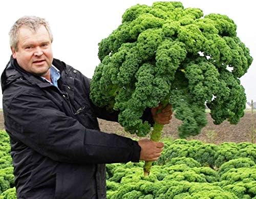 Seeds Vegetable Kale Cabbage Green - 150 Seeds