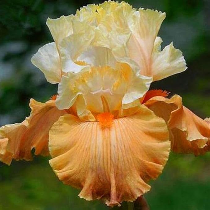 35pcs Mixed Color Rare Heirloom Iris Seeds - Stunning Colors for Your Garden - Uncommon Varieties
