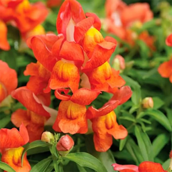 200+ Snapdragons Orange Seeds Flowers Garden Planting