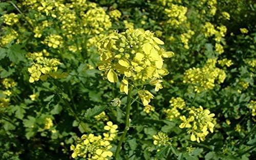 NIKA SEEDS - Seeds Vegetable Black Mustard - 500 Seeds