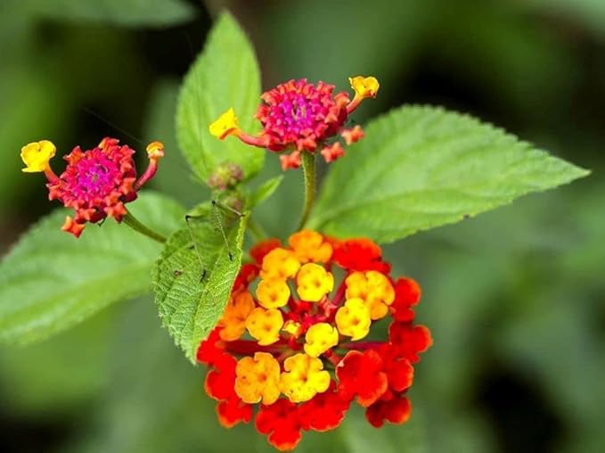 Lantana Mix 100+ Seeds Flowers Planting for Outdoor or Indoor