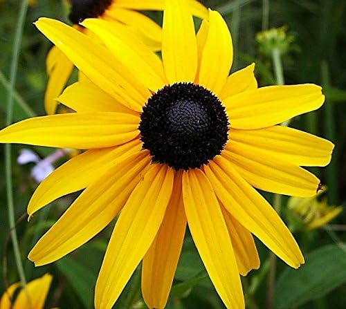 1000 Black-Eyed Susan Gloriosa Daisy Flower Seeds, Yellow, Biennial, Beautiful, Rudbeckia Hirta, from USA