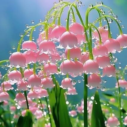 100pcs Lily of The Valley Flower Seeds, Fragrant White & Pink Perennial Blooms, Easy to Grow, Ideal for Garden Borders, Landscaping, Ground Cover, Shade-Loving Spring Flower Seeds