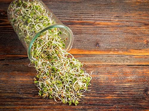 Food to Live - Radish Seeds for Sprouting, 1 Pound Edible Seeds, Pure, Vegan, Kosher, Bulk. Rich in Vitamin C. High Germitation Rate. Grow Sprouts, and Microgreens for Salad, Sandwiches, Rolls.