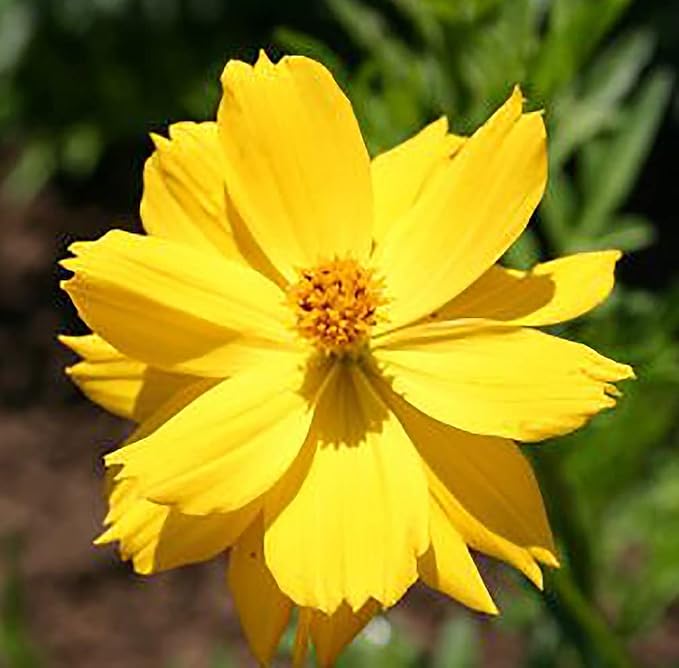 Low Rainfall, Dry Area Wildflower Seed Mix - 13 Varieties of Annuals and Perennials