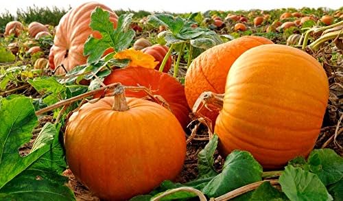Giant Pumpkin Titan Seeds 10 Seeds for Planting Vegetable Garden Squash Gourd Seeds
