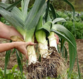 Seeds Leek Fall Giant - Organic