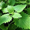 Catnip, Cat Nip Plant Seeds - 100 Count Seed Pack - A Common herb That can be Used in a Variety of Ways - Country Creek LLC