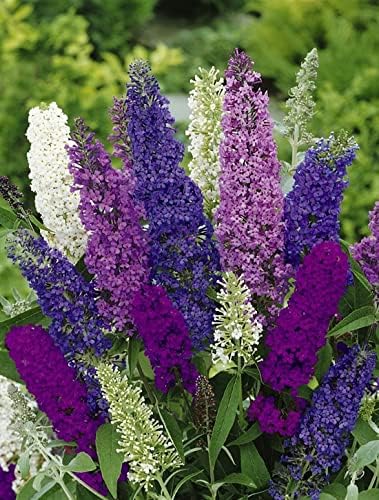 NIKA SEEDS - Seeds Flowers Butterfly Bush Mix Annual - 1000 Seeds
