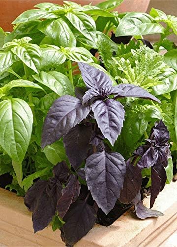 Seeds Indoor Basil Mix (Red, Purple and Green) Herb Heirloom for Planting Non GMO