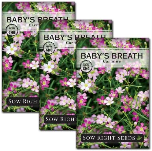 Sow Right Seeds - Carmine Baby's Breath Seeds for Planting - Non-GMO Heirloom Flower Variety - Easy to Grow Gypsophila - Ideal for Garden Borders and Bouquets - Attracts Butterflies (3)
