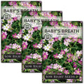 Sow Right Seeds - Carmine Baby's Breath Seeds for Planting - Non-GMO Heirloom Flower Variety - Easy to Grow Gypsophila - Ideal for Garden Borders and Bouquets - Attracts Butterflies (3)