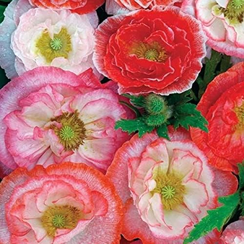 Double Shirley Mix Poppy Seeds for Planting, 3000+ Flower Seeds Per Packet, (Isla's Garden Seeds), Non GMO & Heirloom Seeds, Botanical Name: Papaver rhoeas, Great Poppies for a Gift