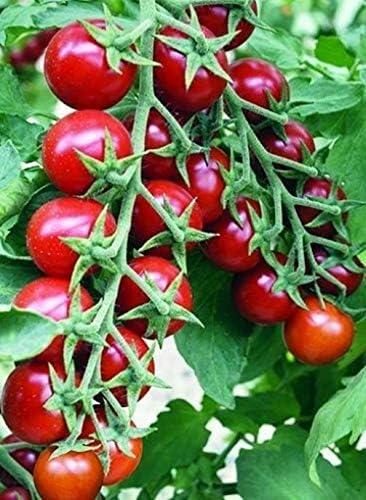 Seeds Red Cherry Tomato Tall Bush Heirloom Vegetable Non GMO