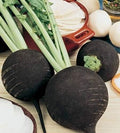 CEMEHA SEEDS - Black Radish Non GMO Vegetable for Planting