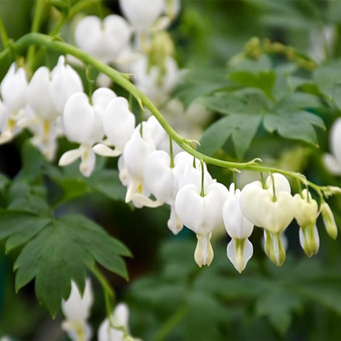 90+Mix Rare Bleeding Heart Seeds for Planting-Non-GMO Heirloom Plant Seeds Garden Outdoor