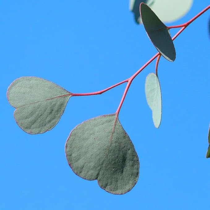 Park Seed Grow Your Own Eucalyptus Seeds Plant, Perfect for Indoor Growing and Spring Garden, Silver Dollar, Pack of 500