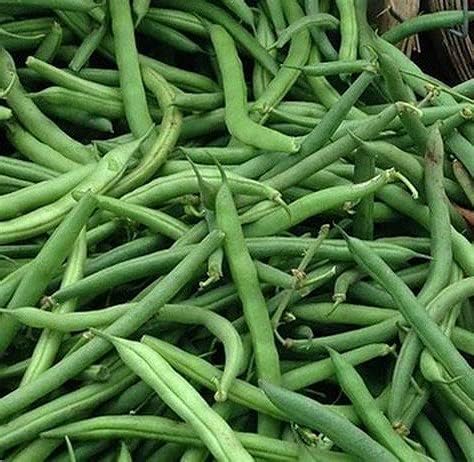 Kentucky Wonder Pole Bean Seeds - 100 Count Seed Pack - Very Reliable, Early Maturing, and Productive. - Country Creek LLC