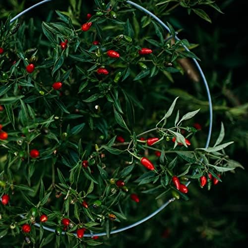 Thai Hot Chile Pepper - 25 Seeds - Dwarf Heirloom Variety, Great for Containers, Patios, Raised Beds, USA-grown Chili Seeds, non-GMO Seeds for Planting Outdoors in the Home Garden, Thresh Seed Company