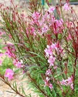 SVI 100 Pink Gaura Seeds (Oenothera lindheimeri) - Whirling Butterflies, Bee Blossom Flowers Seed Packets, Long Bloomer, Non GMO Seed - Flower Seeds for Outdoor Flower Garden, Borders