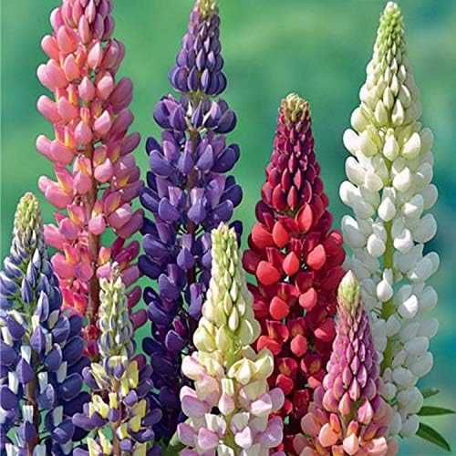 Seeds Lupin Giant Mix/Perennial Flowers