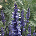Park Seed Fairy Queen Salvia Seeds, Deep Blue and White Bicolor Bloom Spikes for Pollinators, Heat and Drought Tolerant Mealycup Sage, Pack of 50