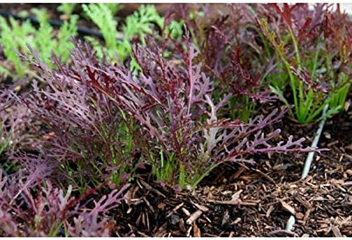 Seeds Mizuna Mix Lettuce Salad (Japanese Cabbage) Water Microgreen Heirloom Vegetable Non GMO