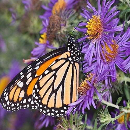 Outsidepride New England Aster Seeds - 1000 Pcs Perennial, Hardy & Pollinator Friendly Flower Seeds for Planting Vibrant Purple Blooms and Lance-Shaped Leaves, Ideal for Meadows & Aesthetic Gardens