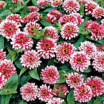 Park Seed Zinnia Seeds, Planting Flowers, Easy to Grow, Non-GMO, Perfect for Spring Garden, Swizzle Cherry and Ivory, Pack of 15