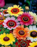 Seeds Multicolor Painted Daisy 100+ Seeds for Planting Chrysanthemum Rainbow Mix Annual