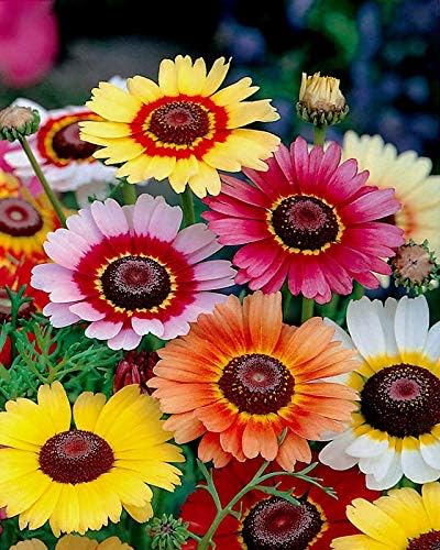 Seeds Multicolor Painted Daisy 100+ Seeds for Planting Chrysanthemum Rainbow Mix Annual