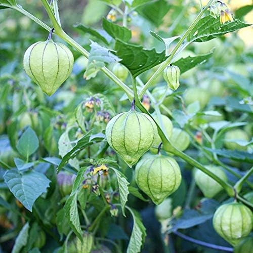 Seeds4planting - Seeds Mexican Husk Tomatillo Green Physalis Vegetable Non GMO Heirloom for Planting