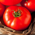 Park Seed Variety of Tomato Seeds, Planting Vegetables, Easy to Grow, Non-GMO, Perfect for Harvesting, Fireworks Organic Seeds, Pack of 30