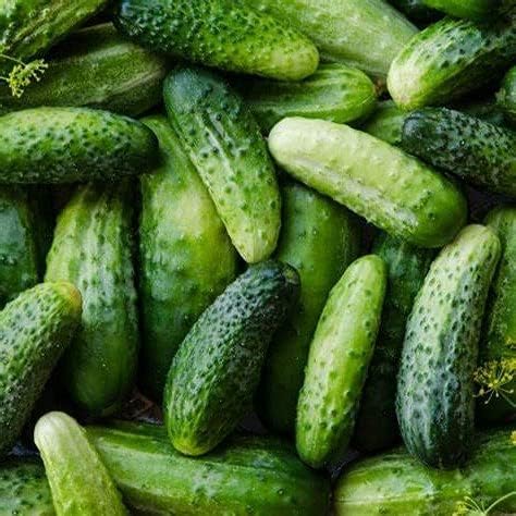 Boston Pickling Cucumber Seeds - 100 Count Seed Pack - Boston Pickling Cucumbers are a high yielding Plant with a Continuous Harvest - Country Creek LLC
