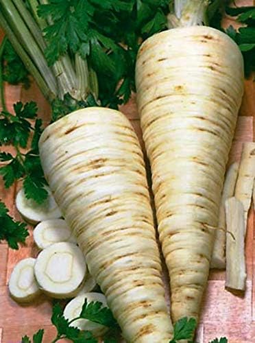 NIKA SEEDS - Seeds Herb Sugar Root Parsley Gray-White - 2000 Seeds