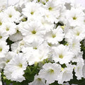 Park Seed Easy Wave White Petunia – Early Blooming, Dome-Shaped Spreading Variety with Fragrant White Flowers, Ideal for Baskets, Containers, or Groundcover in Full Sun – Pack of 10