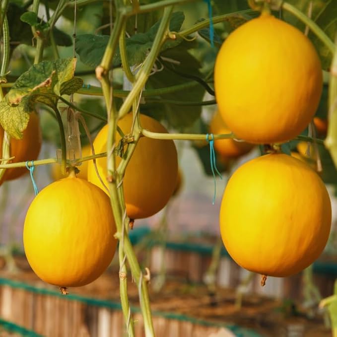 50 Golden Melon Seeds, Vegetable Seeds, Golden Melon Seeds for Planting Indoor Outdoor