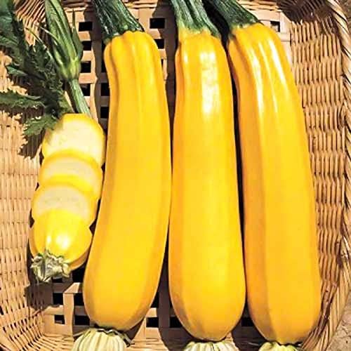 RAISE ME UP: Seeds Easy Pick Gold II Zucchini Courgette Non GMO Heirloom