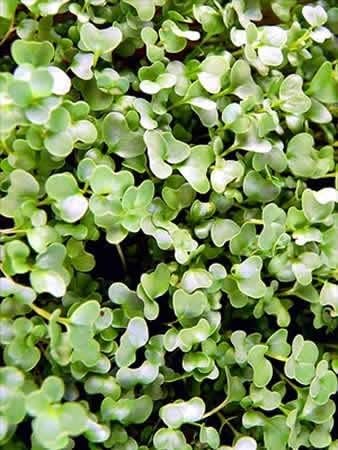 Red Russian Kale Seeds: 4 Oz - Non-GMO Vegetable Garden & Microgreens Growing Seeds - Micro Leafy Greens