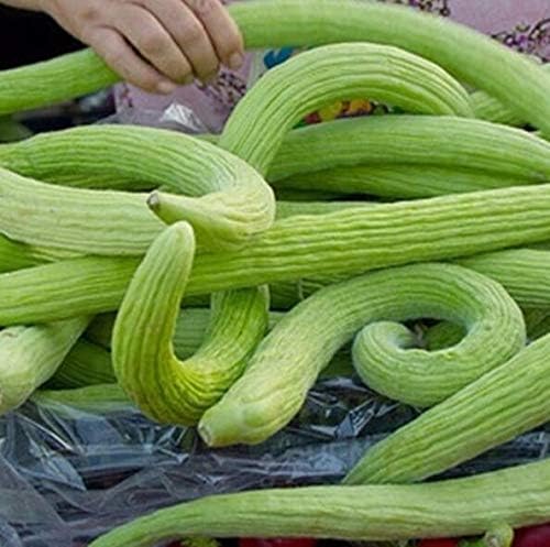 Seeds Vegetable Cucumber Armenian Heirloom for Pickling - 10 Seeds