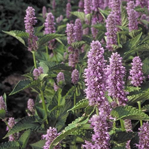 Anise Hyssop Seeds (Agastache foeniculum) – 500+ Non-GMO Heirloom Herb & Flower Seeds for Planting, Fragrant Licorice Mint Wildflower, Attracts Bees & Butterflies, by Isla’s Garden Seeds, Gift Idea