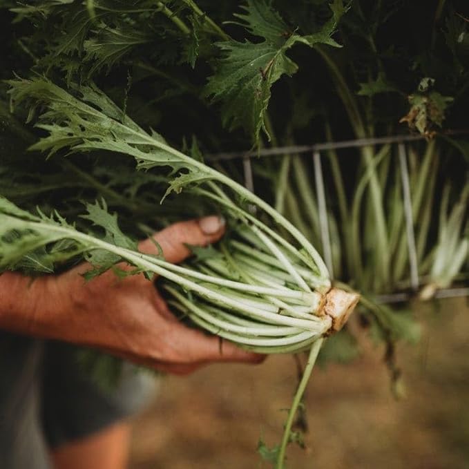 Kyoto Green Mizuna - 500 Seeds - Productive Asian Green, Japanese Heirloom Mustard, Produces Large Rosettes, Non-GMO Mizuna Seeds for Planting in The Home Garden, Thresh Seed Company