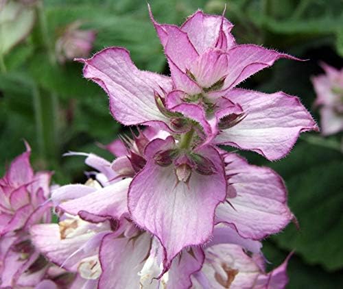 Seeds4planting - Seeds Clary Sage Medicinal Heirloom Herb Non GMO