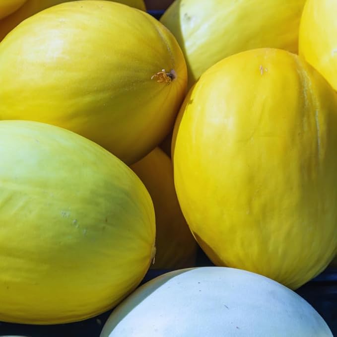 50 Golden Melon Seeds, Vegetable Seeds, Golden Melon Seeds for Planting Indoor Outdoor