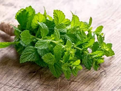 Nika Seeds - Seeds Herb Peppermint Mint Medicinal - 1000 Seeds